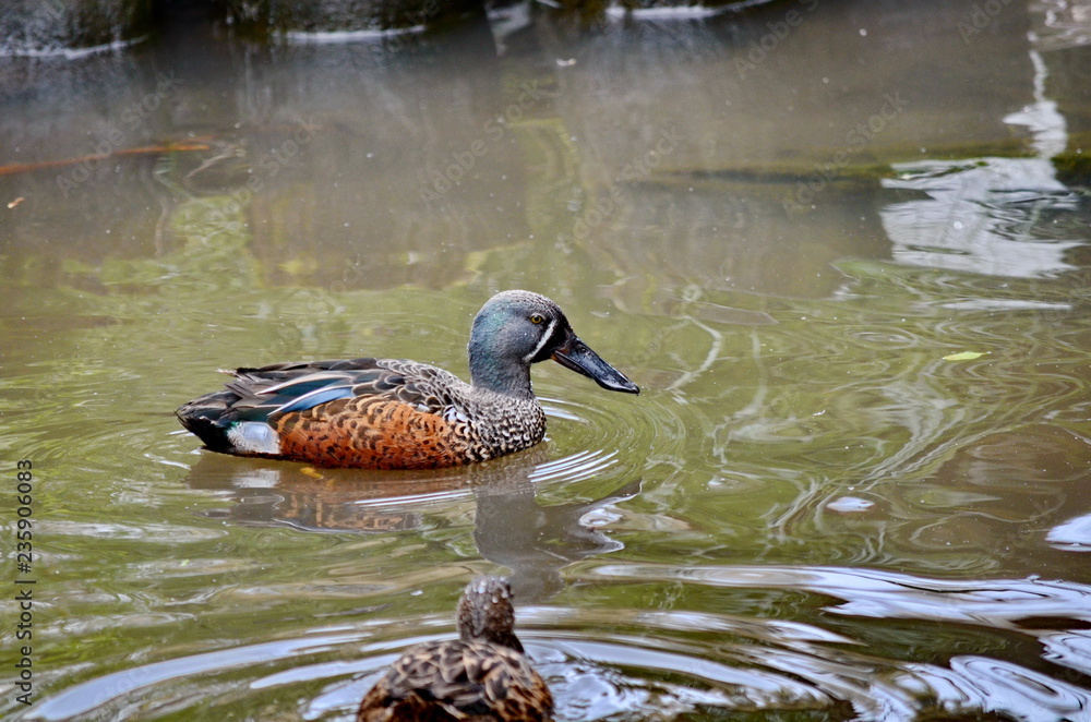 Fototapeta premium Australian Shoveler duck