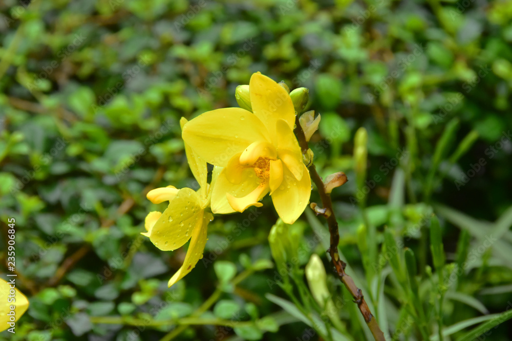 Yellow Orchid in the backyard Yellow Orchid in the backyard