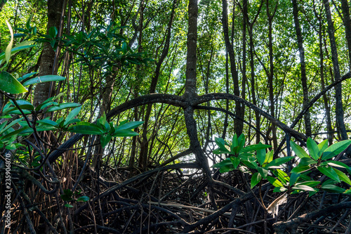 Mangrove forest in the south of the Thailand, Krabi