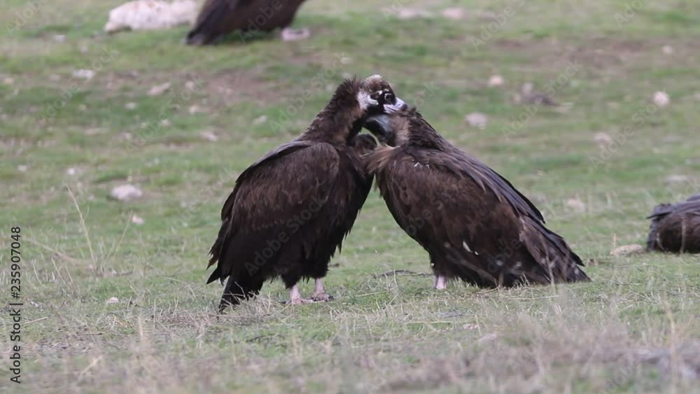 Male and females of Black vulture. Aegypius monachus Male and females of Black vulture. Aegypius monachus