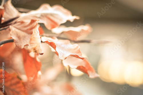Leaves in a bokeh background