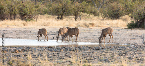 Herd of Kudu drinking at a waterhole
