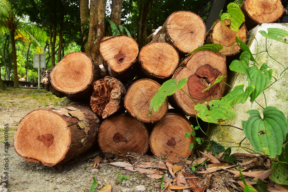 The Brown Wood Logs in the Forest