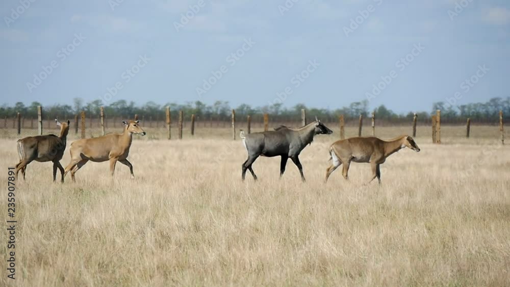 Herd of exotic nilgauantelopes running in Askania-Nova conservation steppe Herd of exotic nilgauantelopes running in Askania-Nova conservation steppe