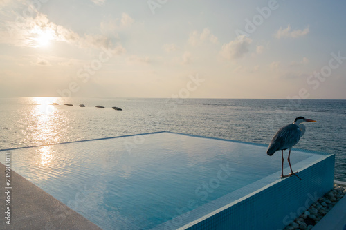 grey heron on pool of water bungalow in maldives at sunset photo