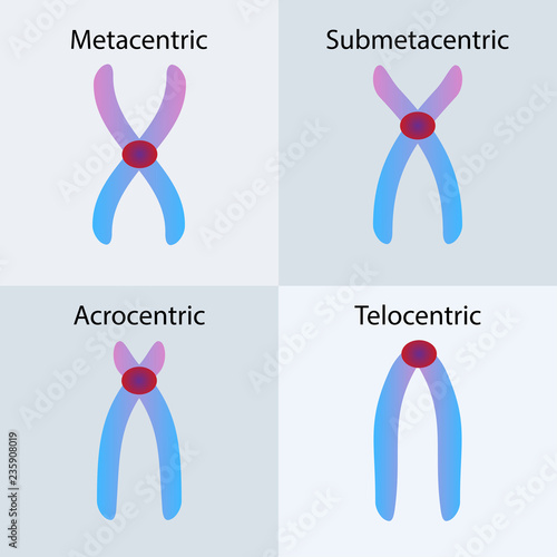 Type of chromosome, contains the specific instructions that make each type of living creature unique