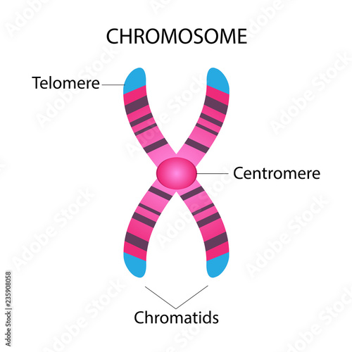 Structure of chromosome