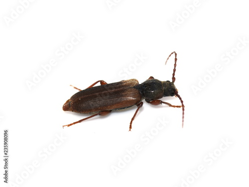 Brown spruce longhorn beetle Tetropium fuscum on white background