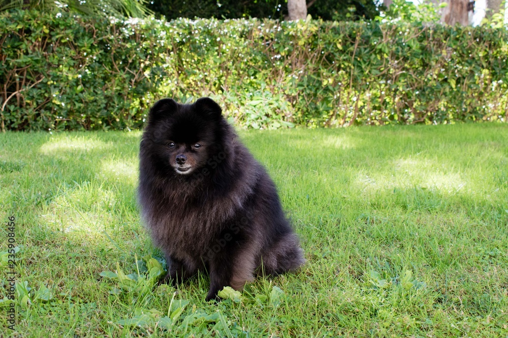 Black pomeranian spitz sits on the grass, fluffy cute dog Black pomeranian spitz sits on the grass, fluffy cute dog