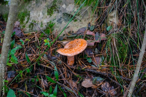 Lactarius deliciosus, the saffron milk cap, red pine mushroom mushroom growing in the autumn forest, Berga, Spain