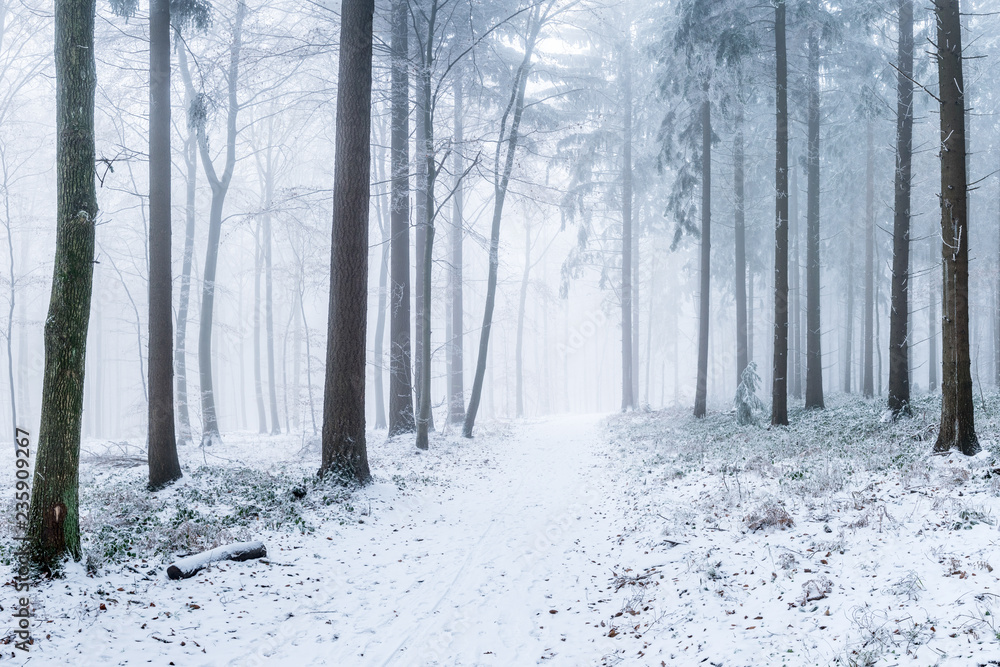 Fototapeta Śnieżny las w zimie