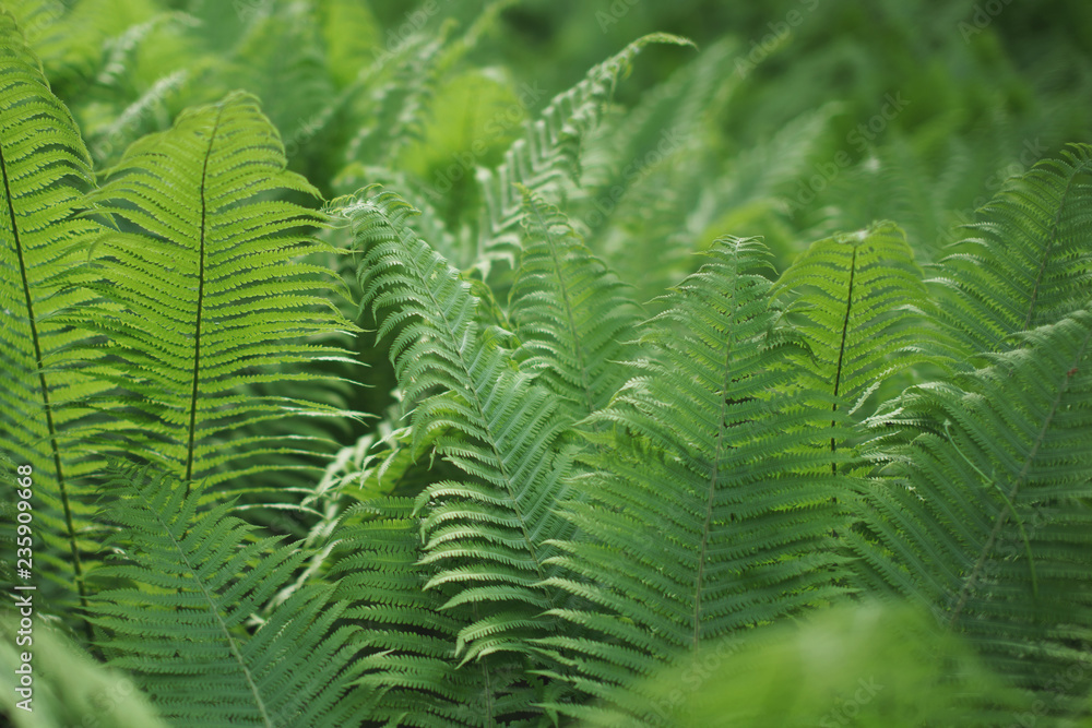 Scenic background for the design of fern thickets. Scenic background for the design of fern thickets.