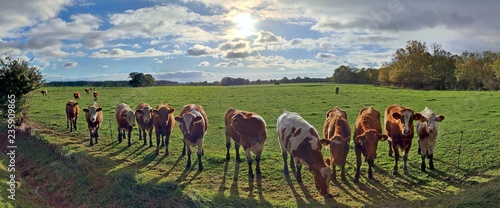 Panorana of a group of cows on a field photo