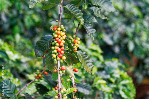 Fresh coffee beans on bunch trees.