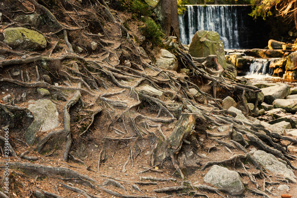 old tree roots cover stones in a deep forest with waterfall on background old tree roots cover stones in a deep forest with waterfall on background