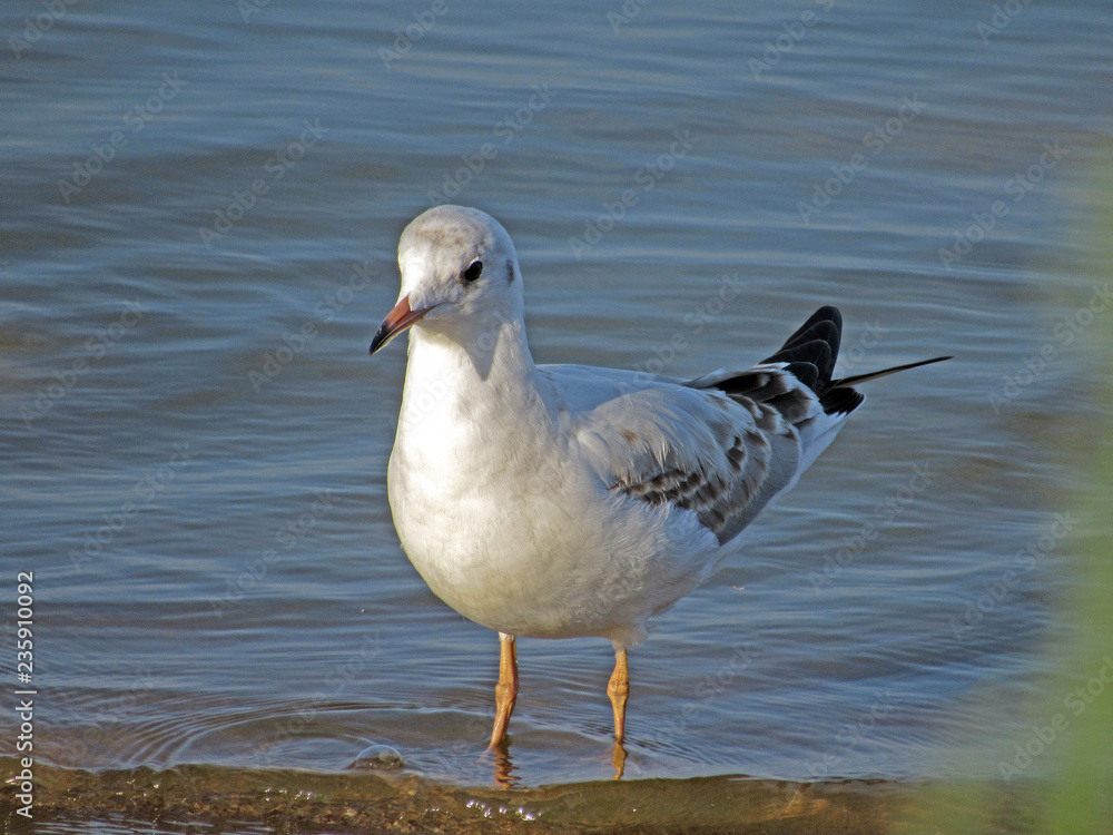Obraz premium seagull on the beach
