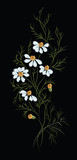 Sprig of field chamomile. Decorative floral element on an isolated black background. Illustration, vector
