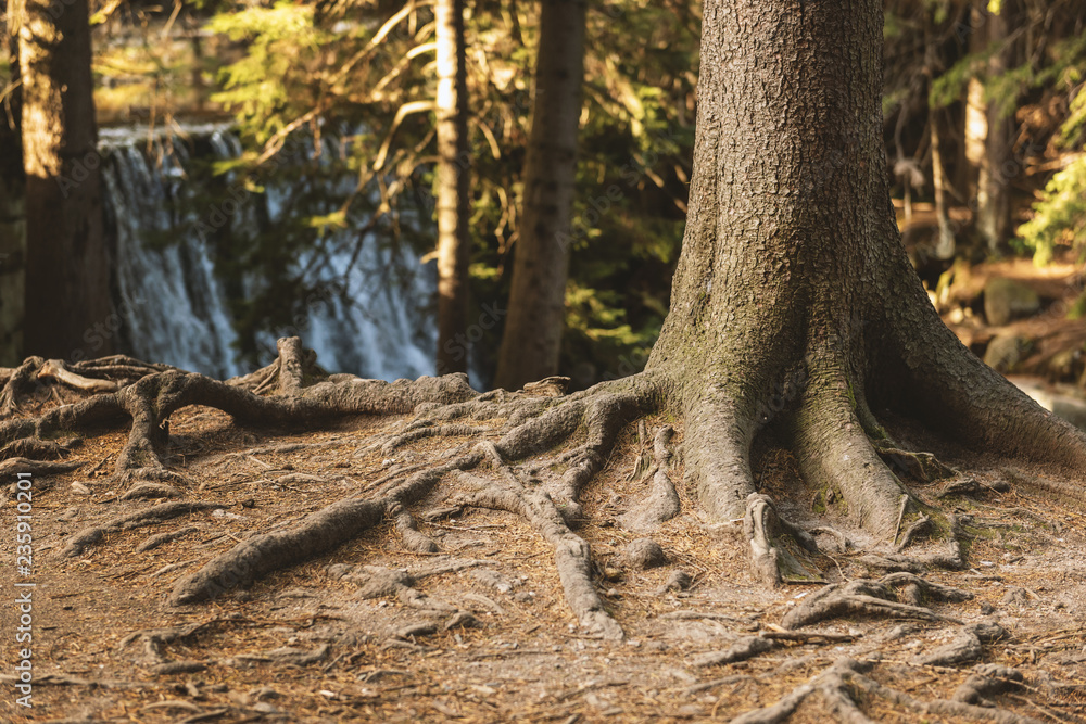 Massive tree with old crooked roots on forest background