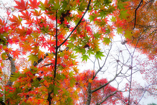 Beautiful Autumn Leaves in Kyoto