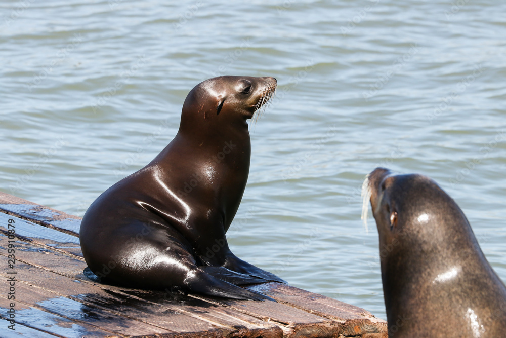 San Francisco Fisherman's Wharf with Pier 39 with sea lions