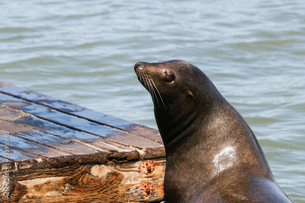 Obraz premium A sea lion sticks its head in the air and enjoys the sunbeams. Sea Lions at San Francisco Pier 39 Fisherman's Wharf has become a major tourist attraction.