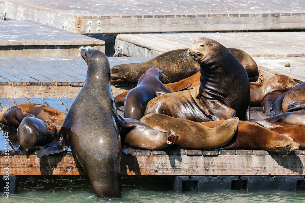 Fototapeta premium Many sea lions lie on a raft and bathe in the sun. Sea Lions at San Francisco Pier 39 Fisherman's Wharf has become a major tourist attraction.