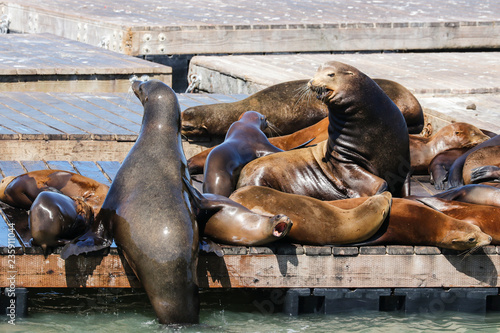 Many sea lions lie on a raft and bathe in the sun. Sea Lions at San Francisco Pier 39 Fisherman's Wharf has become a major tourist attraction.