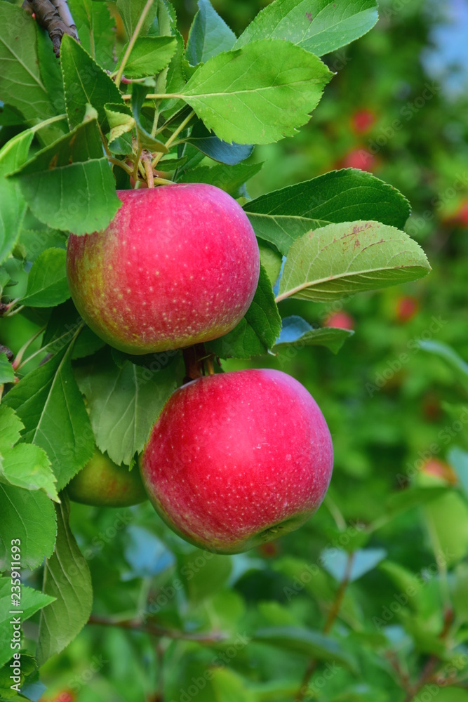 Zwei reife rote Äpfel am Baum Zwei reife rote Äpfel am Baum
