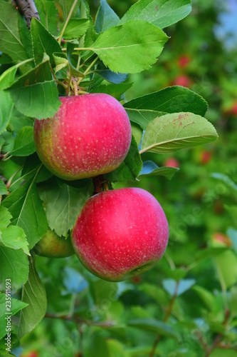 Zwei reife rote Äpfel am Baum 
