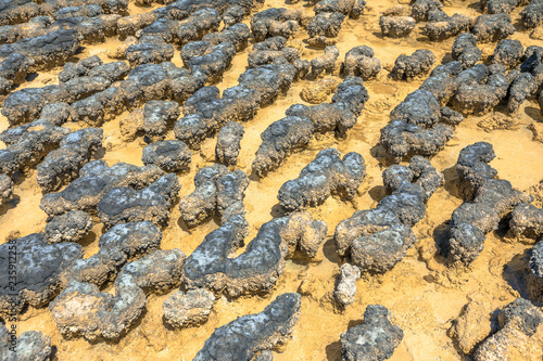 Close-up of Hamelin Pool Stromatolites with low tide a protected Marine Nature Reserve in Shark Bay, Western Australia. Natural background. photo