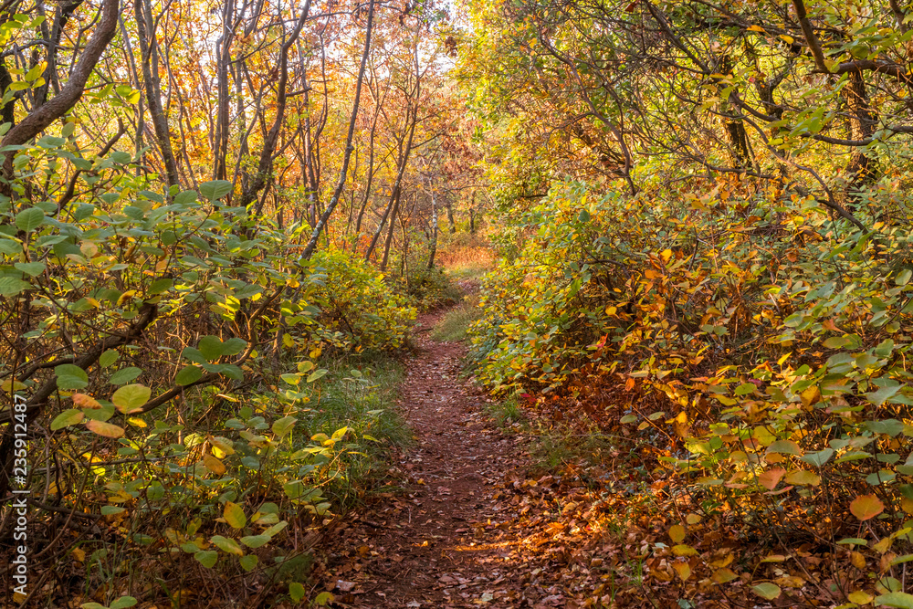 Fototapeta premium Autumn forest nature scenery