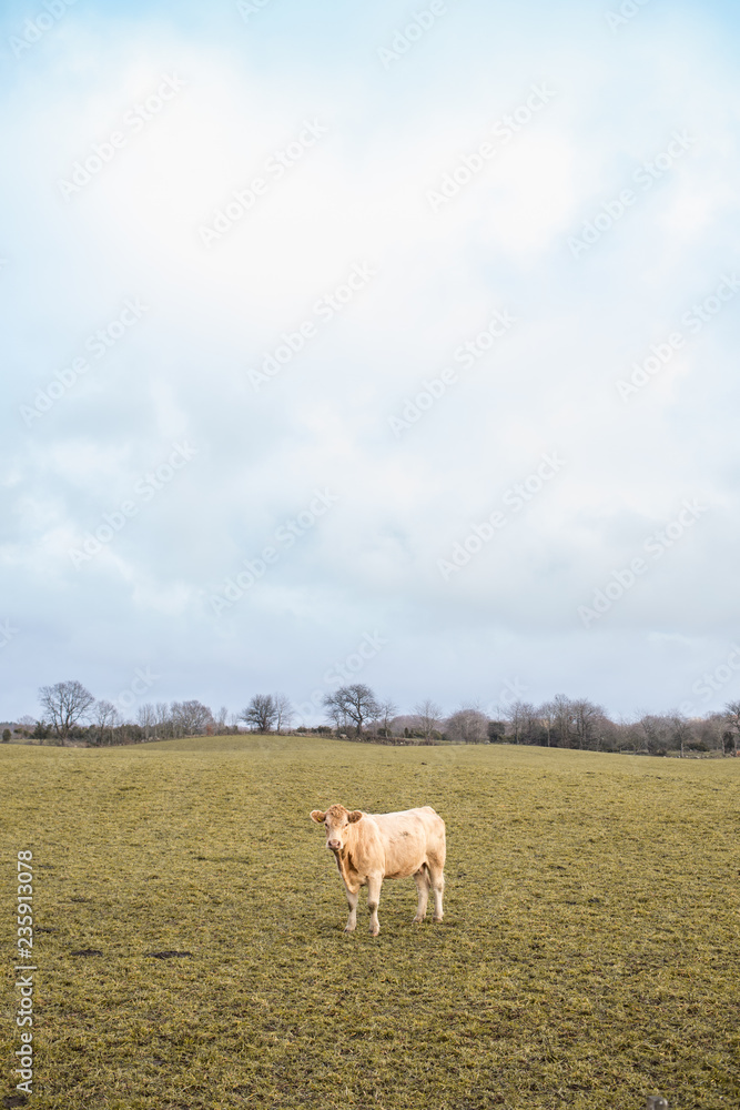 Fototapeta premium A single cow in a cold Scandinavian landscape.