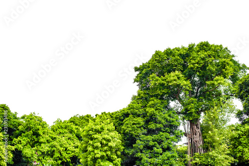Trees isolated on white background