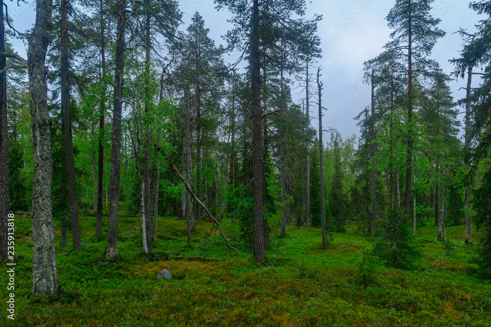 Rykimakero Trail, in Pyha-Luosto National Park Rykimakero Trail, in Pyha-Luosto National Park