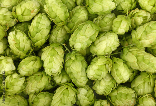 Close up background of fresh green beer hops photo