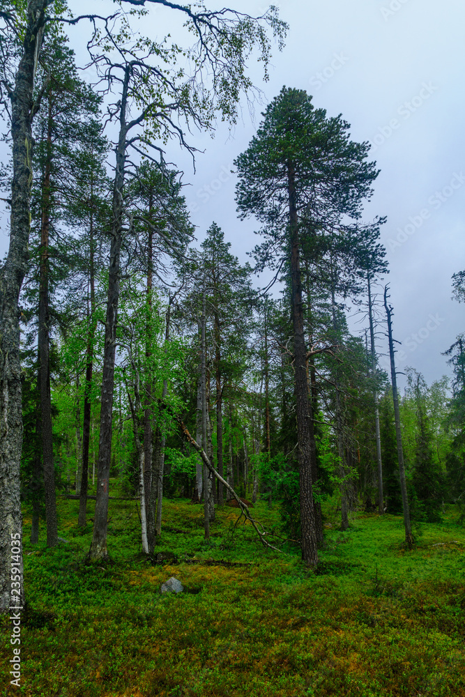 Fototapeta premium Rykimakero Trail, in Pyha-Luosto National Park