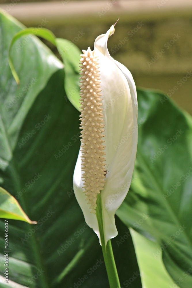 FLAMINGO FLOWER, it is beautiful flower that Thai people call DOK-NA-WUA, like to grow be garden tree. FLAMINGO FLOWER, it is beautiful flower that Thai people call DOK-NA-WUA, like to grow be garden tree.