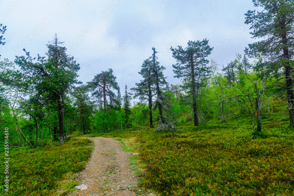 Rykimakero Trail, in Pyha-Luosto National Park Rykimakero Trail, in Pyha-Luosto National Park