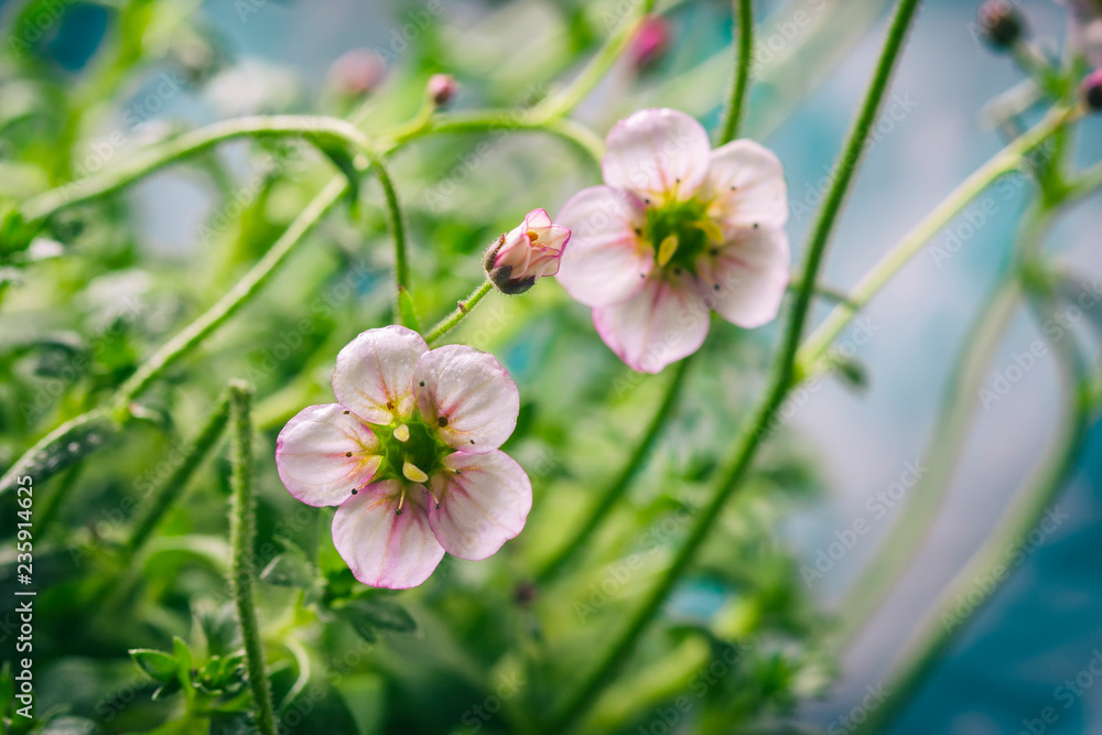 White and pink saxifrage flowers macro closeup.
