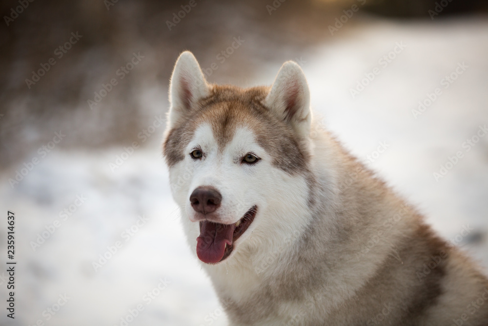 Close-up portrait of cute Husky dog sitting in winter forest at sunset.