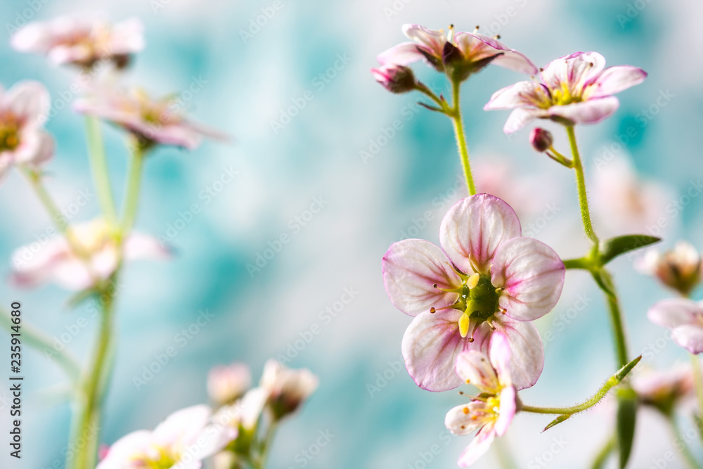 White and pink saxifrage flowers macro closeup. White and pink saxifrage flowers macro closeup.