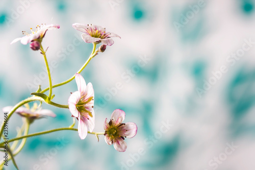 White and pink saxifrage flowers macro closeup.