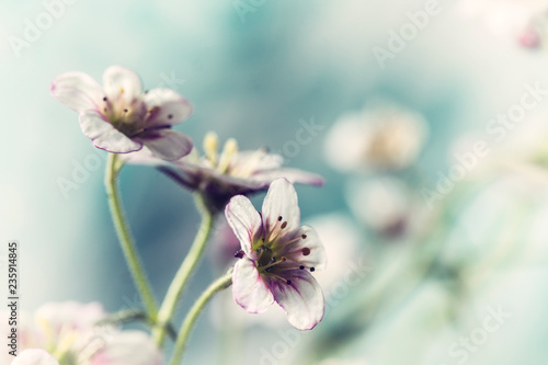 White and pink saxifrage flowers macro closeup.