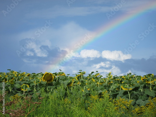 Lone sunflower touched by a rainbow in a field of sunflowers in blue sky and clouds photo