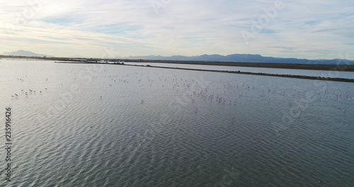 A lot of pin flamingo on sunset start to flay away   green lake   drone view 