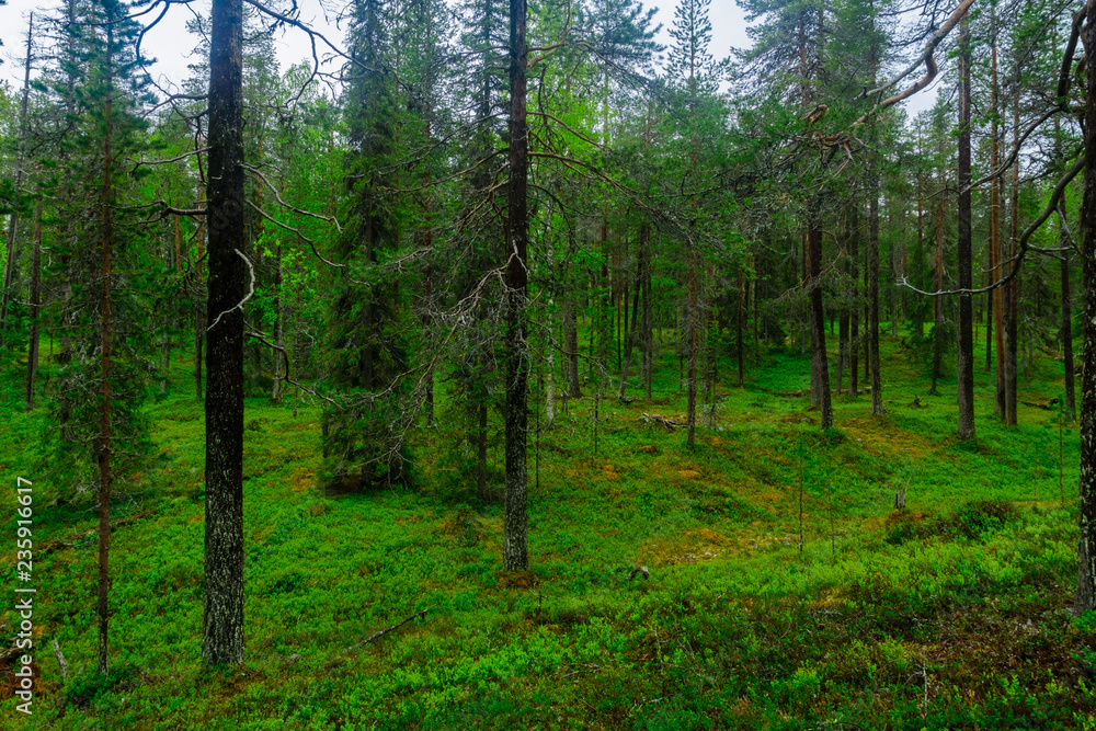 Tunturiaapa Trail, in Pyha-Luosto National Park Tunturiaapa Trail, in Pyha-Luosto National Park