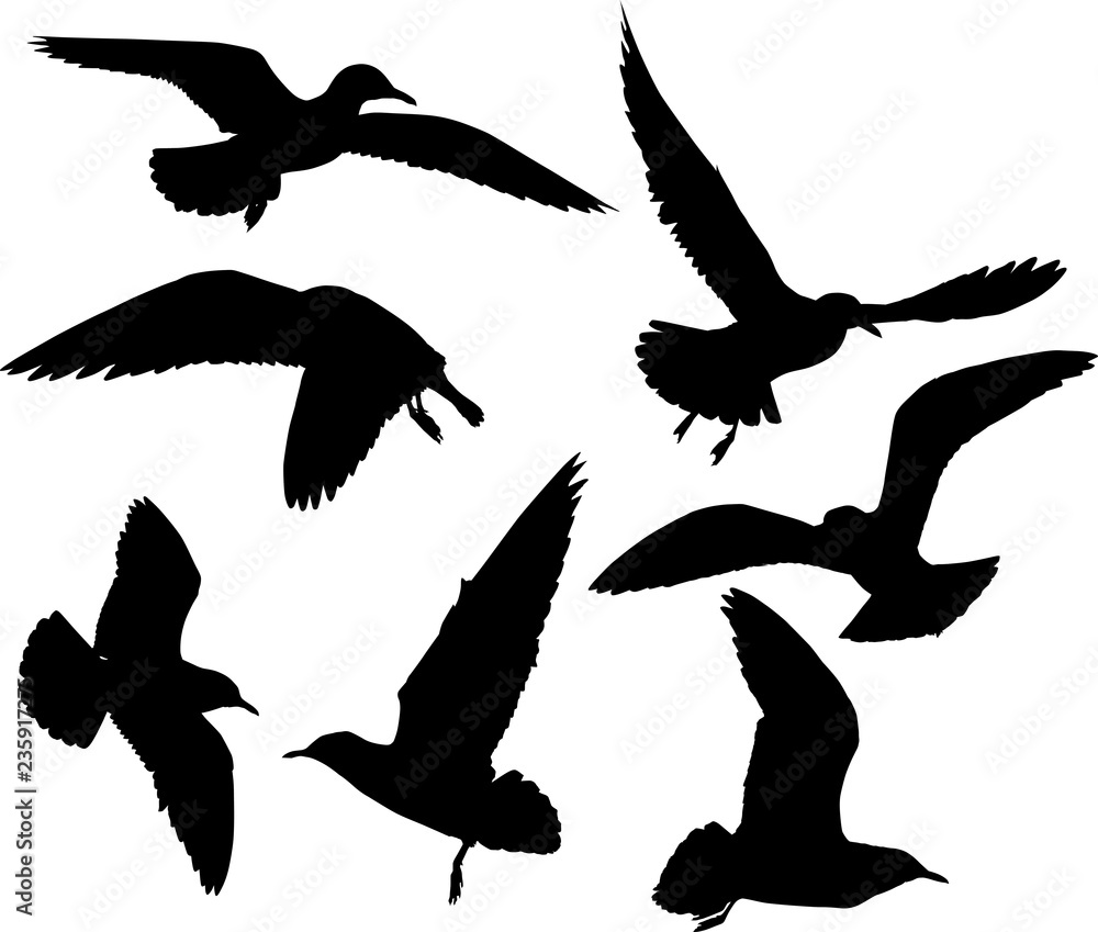 Obraz premium set of seven isolated gull silhouettes