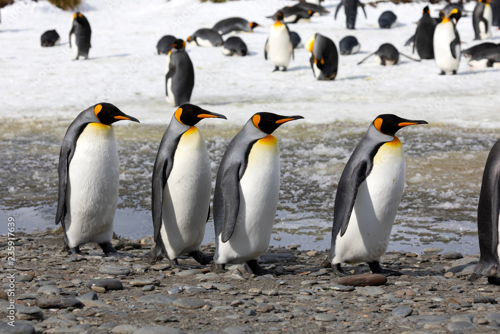 Fototapeta premium Four king penguins walk in a row on Salisbury Plain on South Georgia in the Antarctic