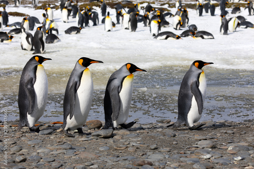 Fototapeta premium Four king penguins walk in a row on Salisbury Plain on South Georgia in the Antarctic