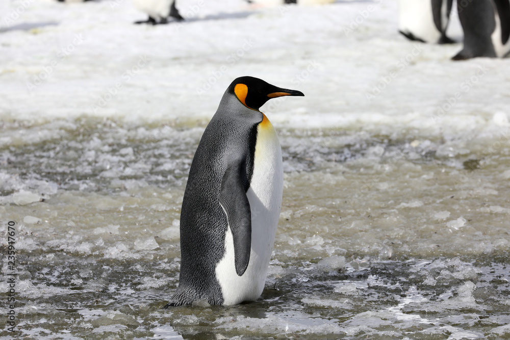 Fototapeta premium A king penguin stands in slush on Salisbury Plain on South Georgia in the Antarctic